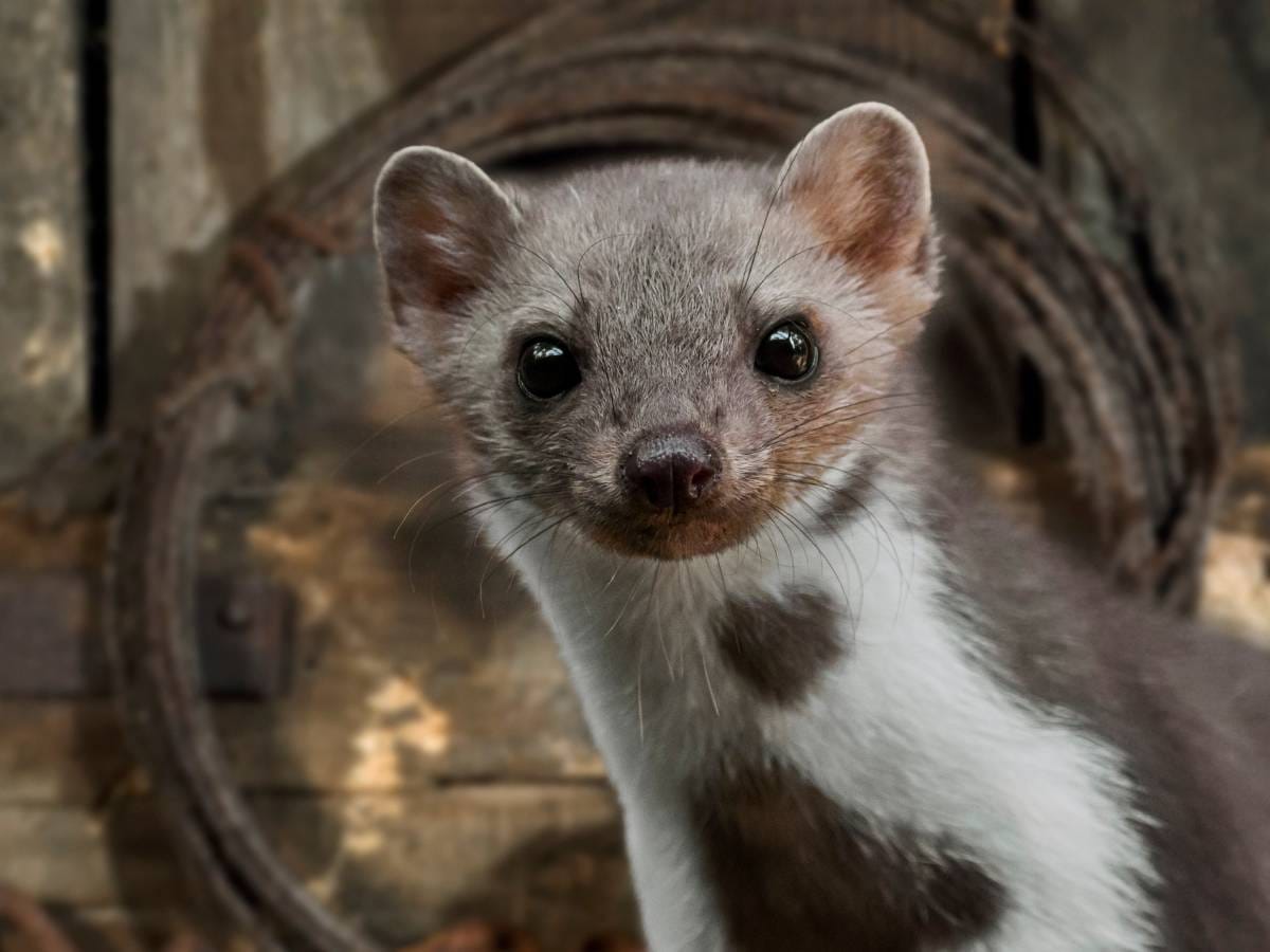 Jak wybrać skuteczny odstraszacz na kuny do samochodu i spać spokojnie